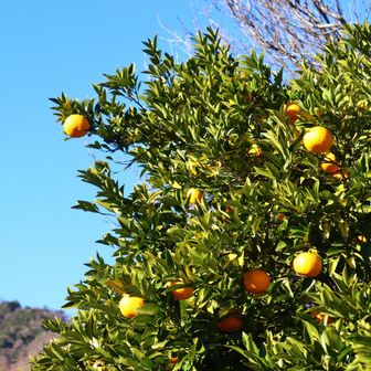 ミカンが生っていました。