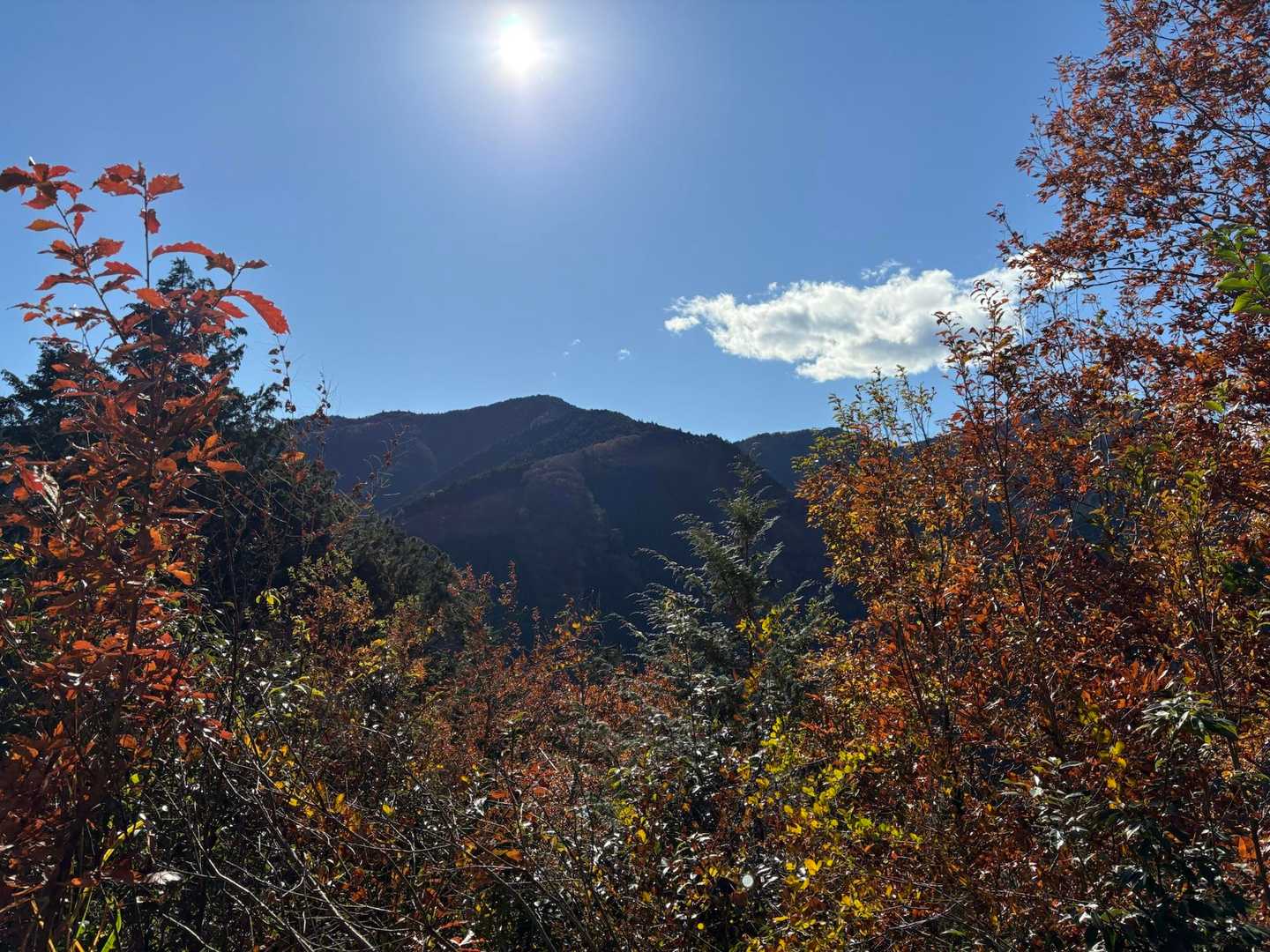 御岳渓谷入口-惣岳山・岩茸石山登山口-惣岳山 往復コースの写真