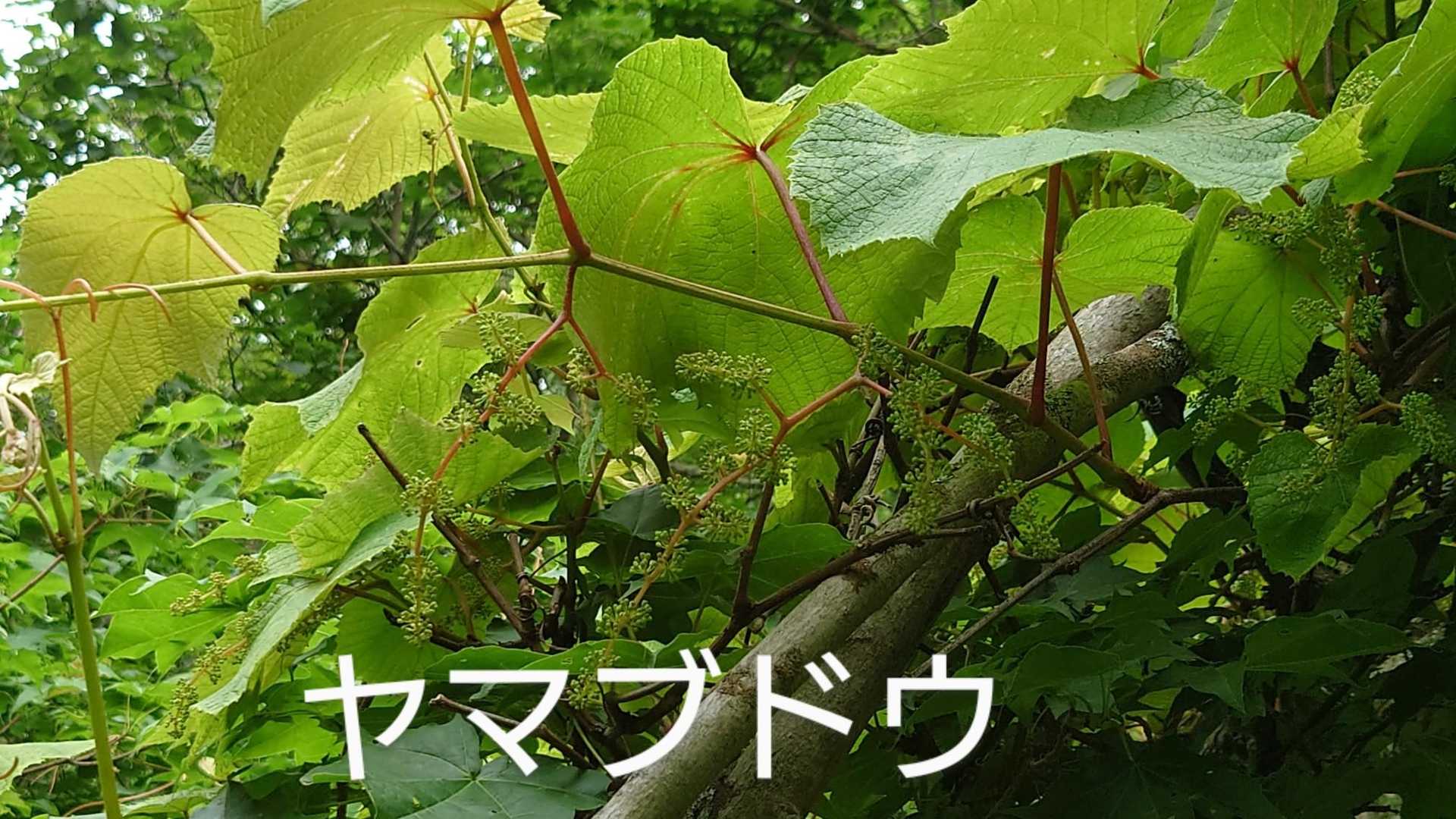 ヤマブドウ