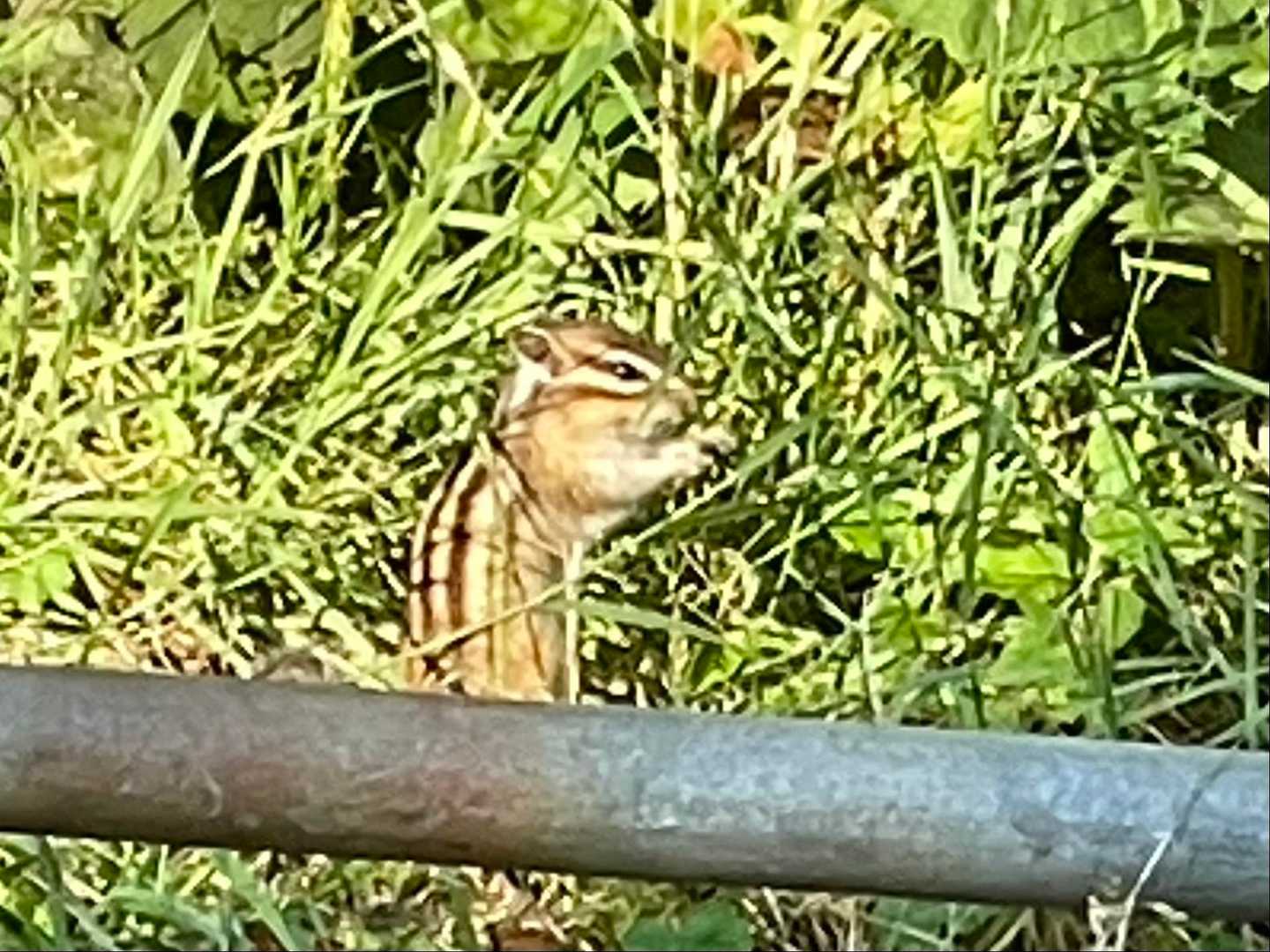 おはようりっすん🐿️