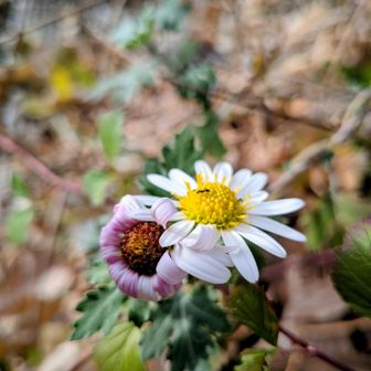 🌸おはよう✋️