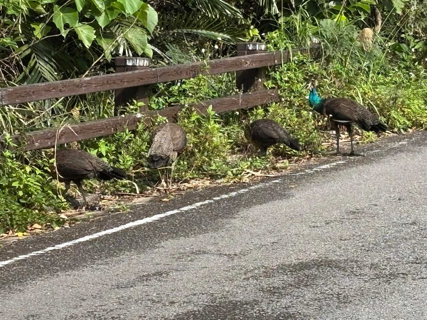 八重守の塔バス停-バンナ岳 往復コースの写真