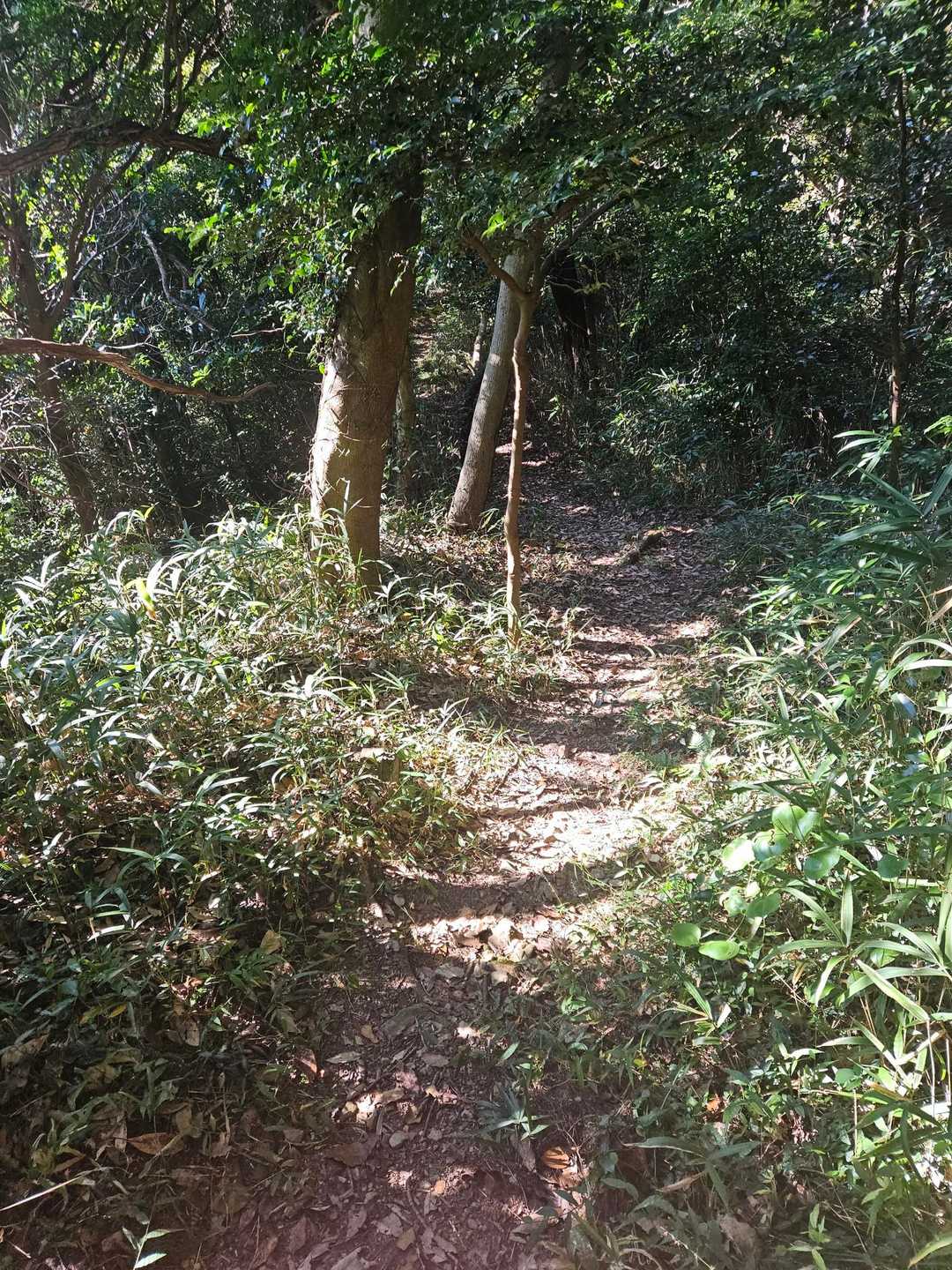 二川自然歩道入口-東山-座談山 往復コースの写真