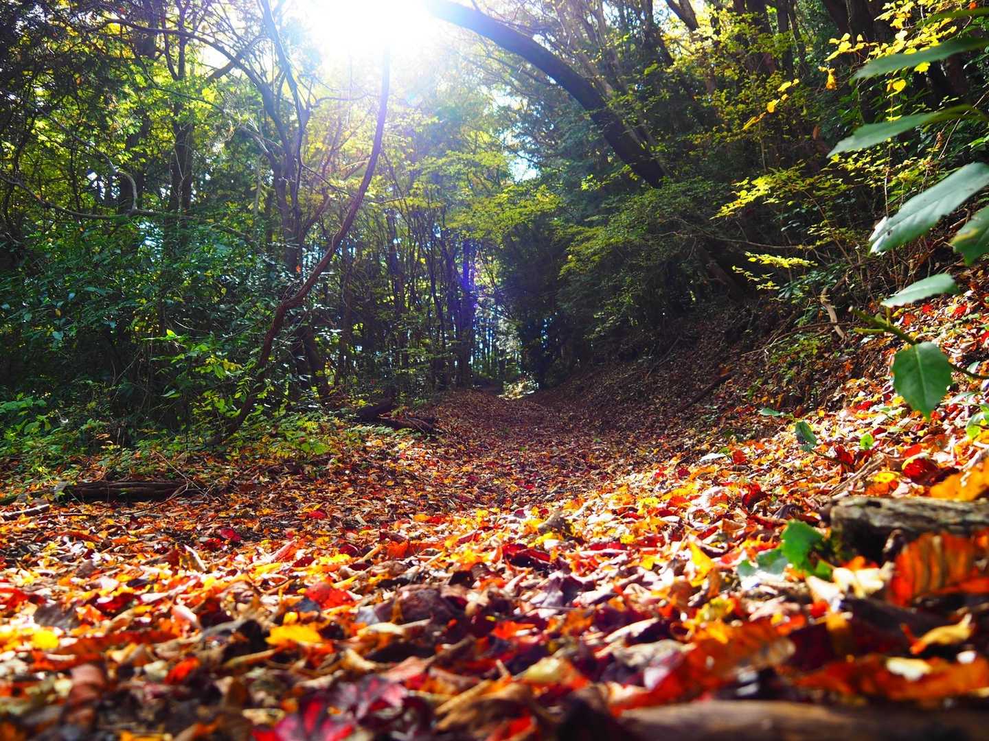 落ち葉の山道🍁