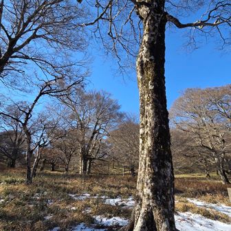 ブナの大木が沢山！スゴいね