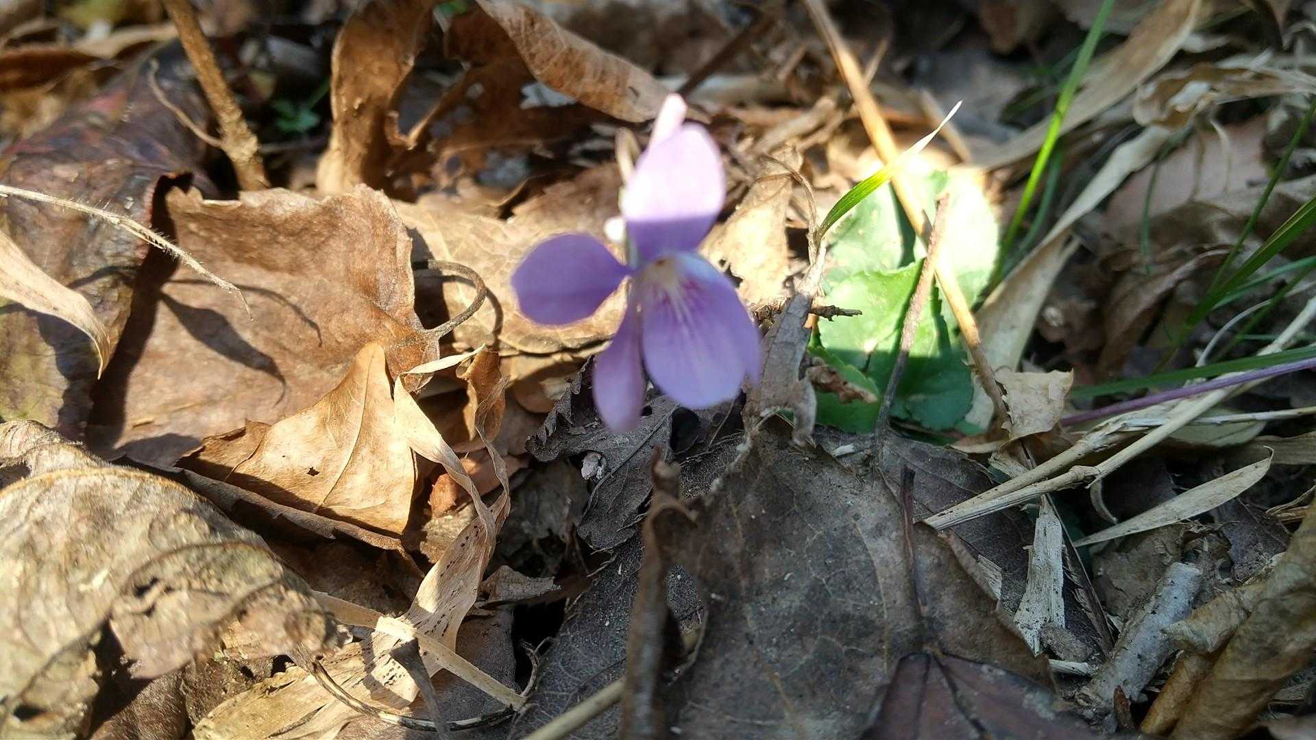 今年始めてのすみれちゃん。