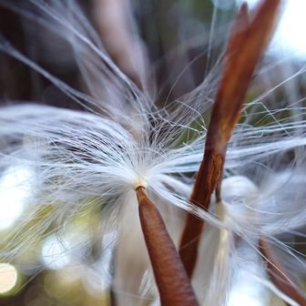 テイカカズラの実
フワフワ飛んでます