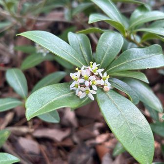 ミヤマシキミ。
お花は可愛いけど、葉や果実にアルカロイドを含んでいるそうです。触らなくてよかった😮‍💨