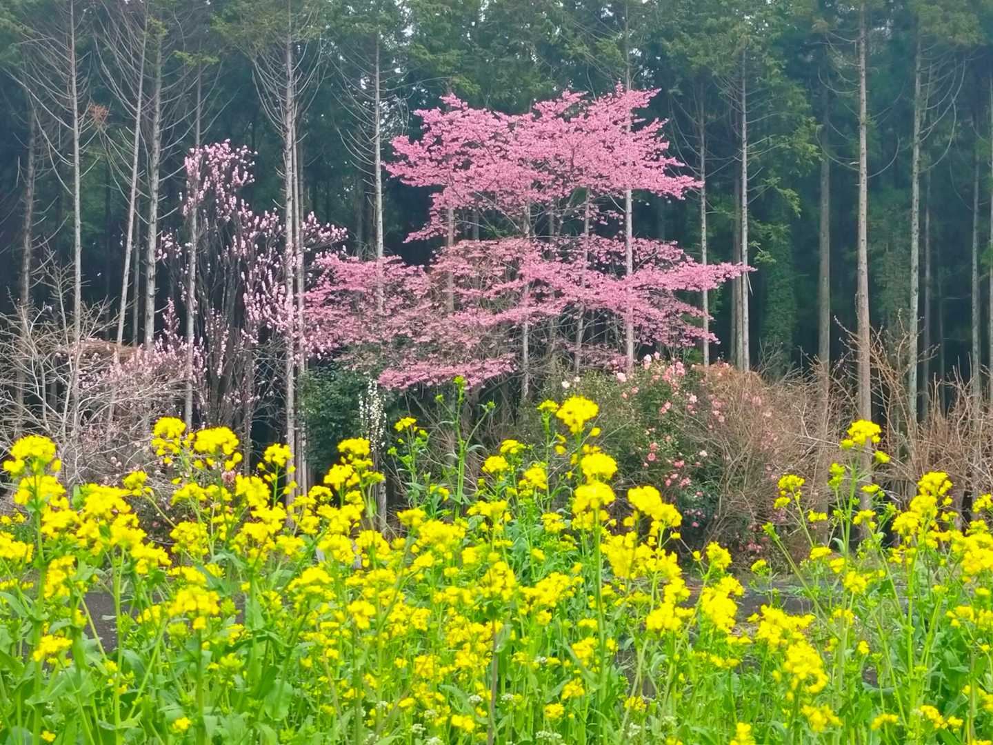 桜💗と菜の花💛