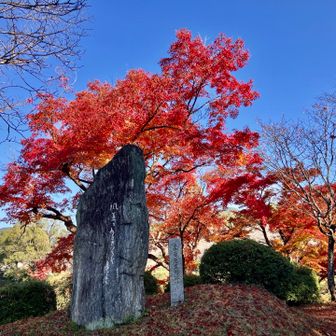 紅葉のタイミングはバッチリ✌️