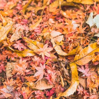 紅葉絨毯でぃス(ง ˆ̑‵̮ˆ̑　)ว