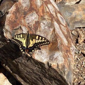 山頂にキアゲハ🦋