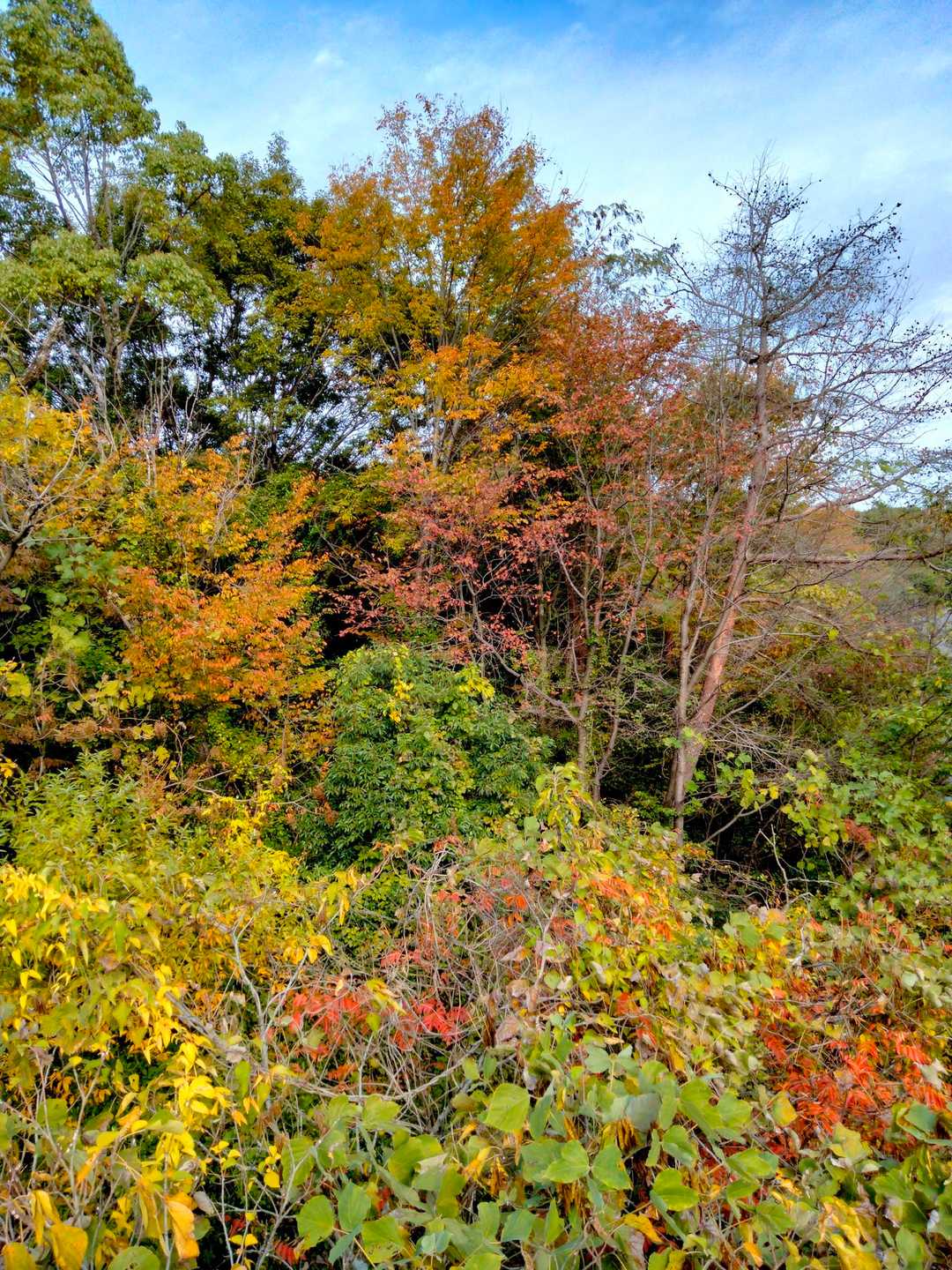 ココにも紅葉🍁あり