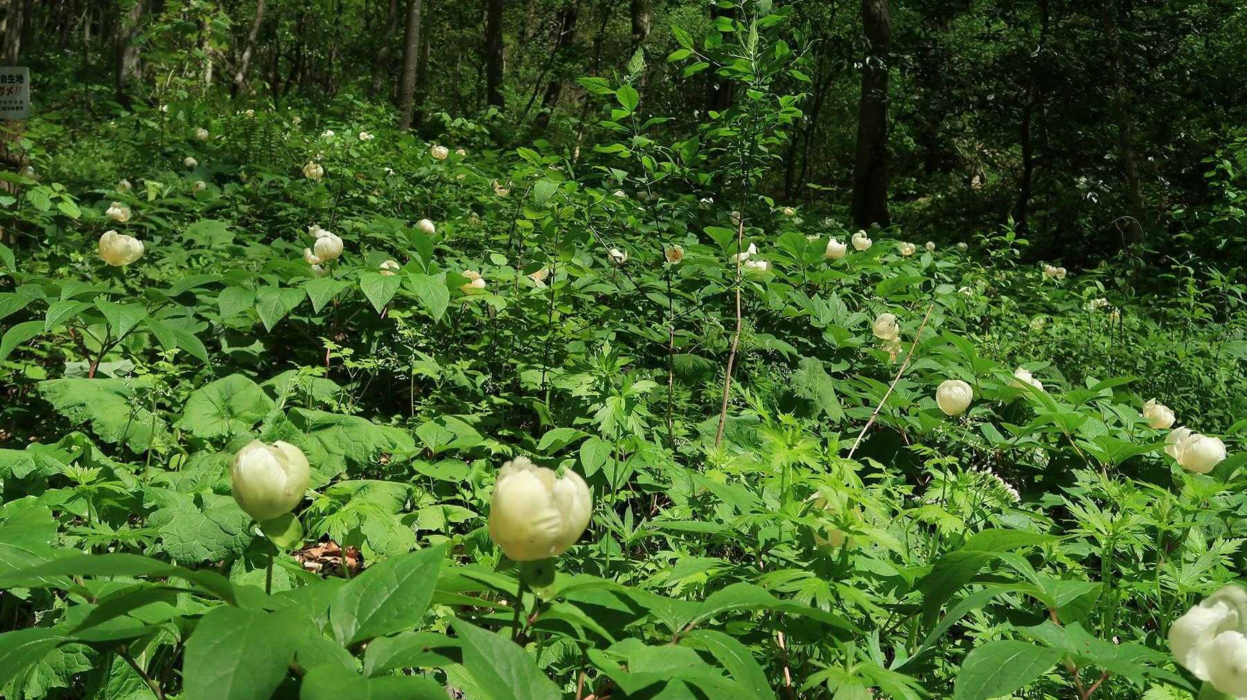 十種ヶ峰のヤマシャクヤク 2026 / あいあんの登山データ | YAMAP