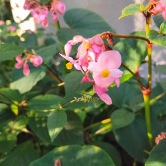 シュウカイドウは、どなたかの活動日記でも言ってた通りこれからかな