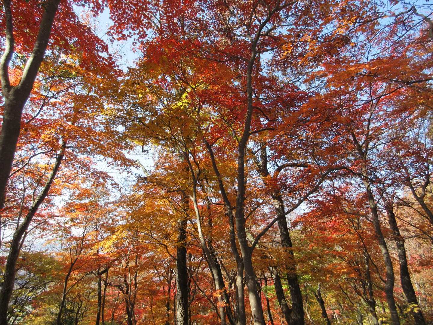下山も紅葉🍁楽しみながら🥰
写真厳選苦労した〜😅
小谷山✨✨また、来年リピートします🙇