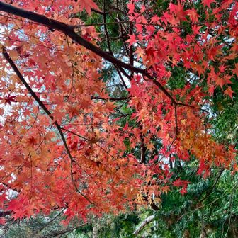 ことし最後の🍁かな。