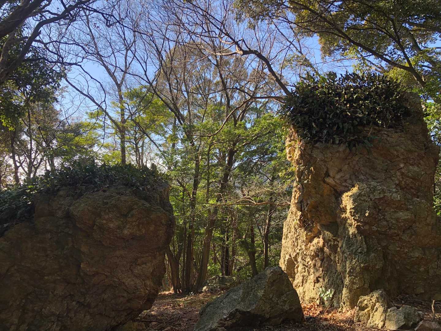 頭頂に毛が生えてるような『ふさふさ岩（私、命名）』