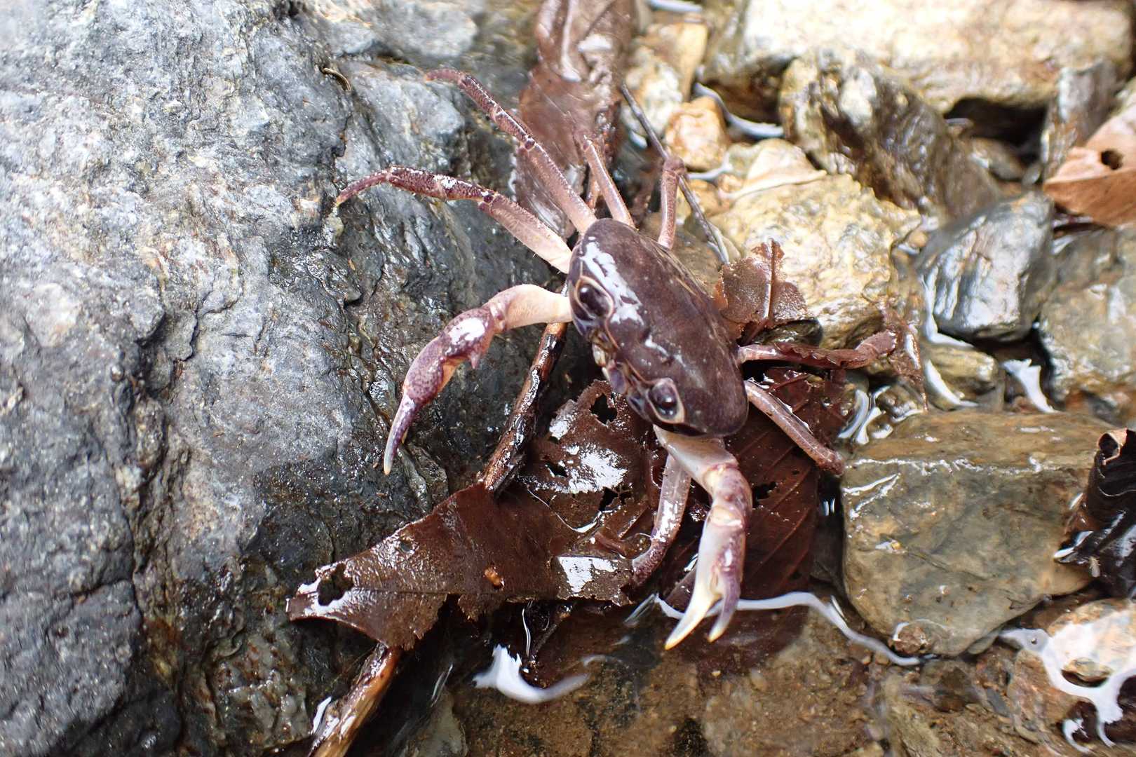 カニ君に威嚇される🦀やるのか
