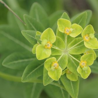 なかなか変でカワイイハクサンタイゲキの花