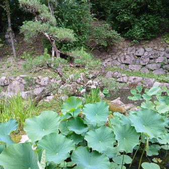 蓮🪷少ないけど菖蒲の花もありました
