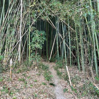 3分の2くらい竹林