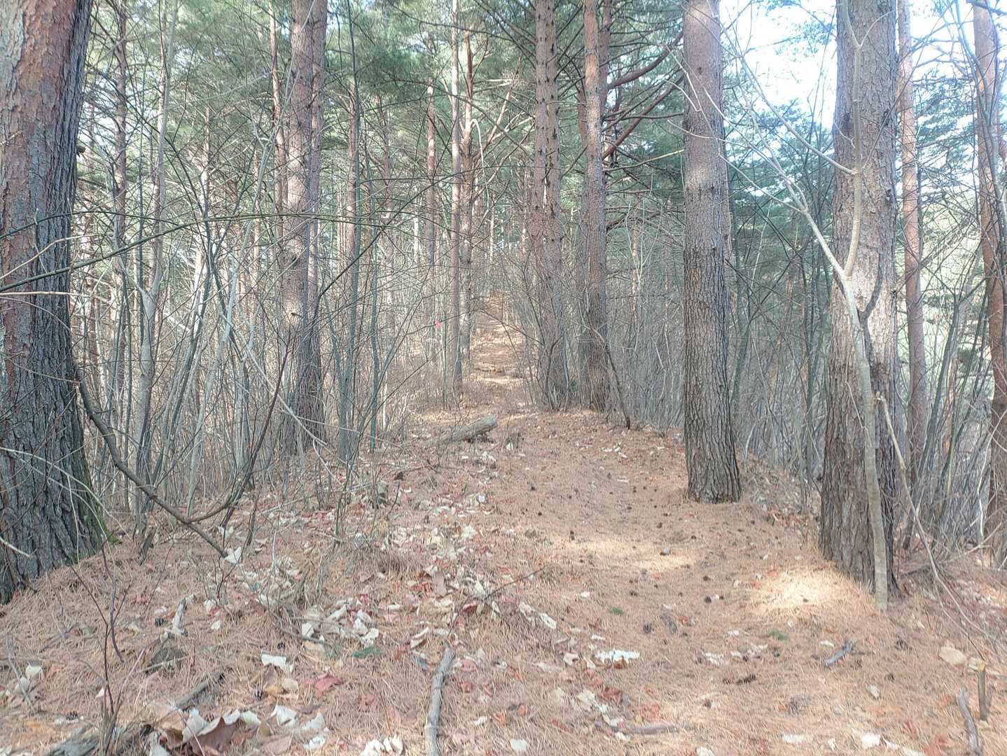 こんな感じのコースです