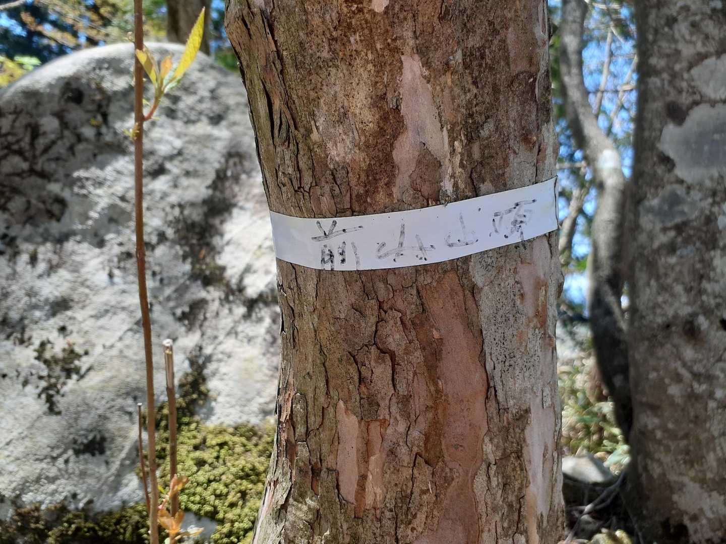 前山に到着、白テープに書いてあるー(笑)