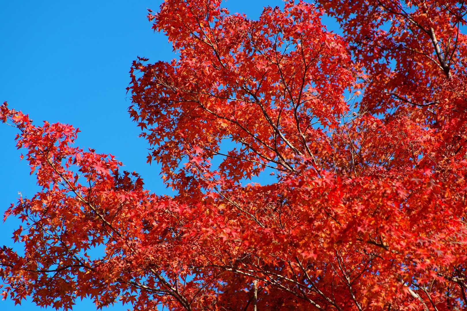 紅葉は綺麗でしたが、ピークは若干過ぎた感じです。