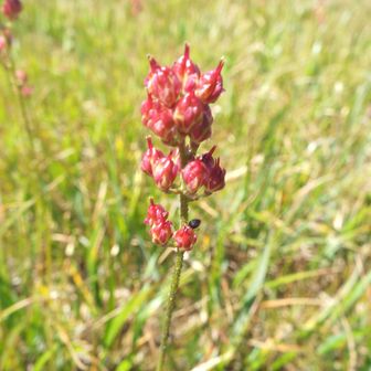 イワショウブ・白い花、花が終わると赤い実をつける。