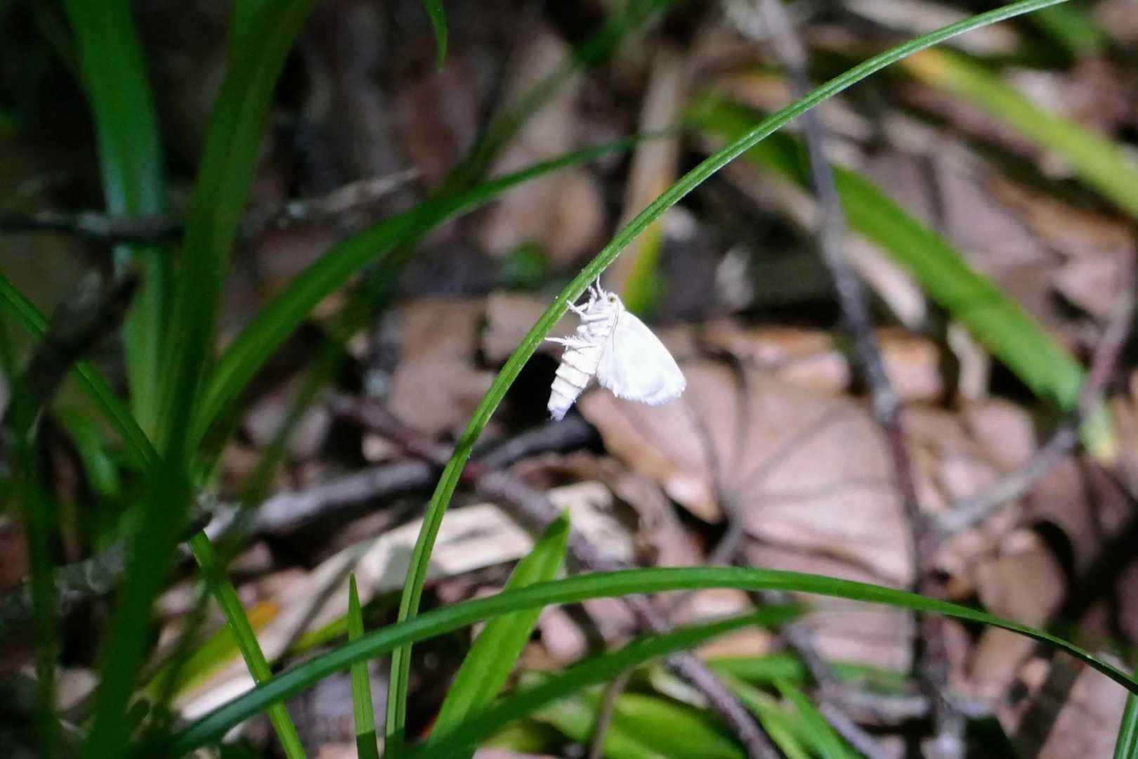 なんだチミは？

そうです。私が変な昆虫です。