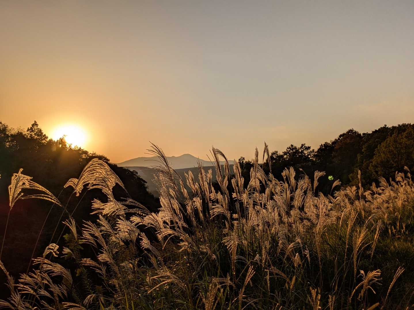 夕日に照らされススキ🌾が綺麗です。🤩