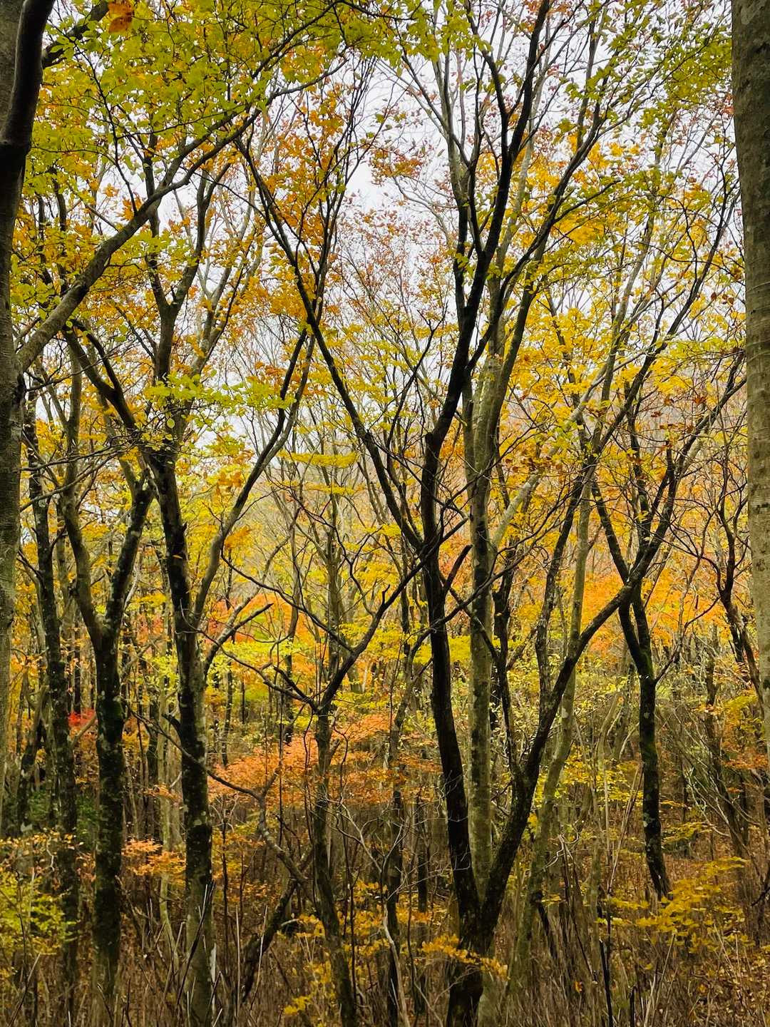 下の方が🍁🍂
