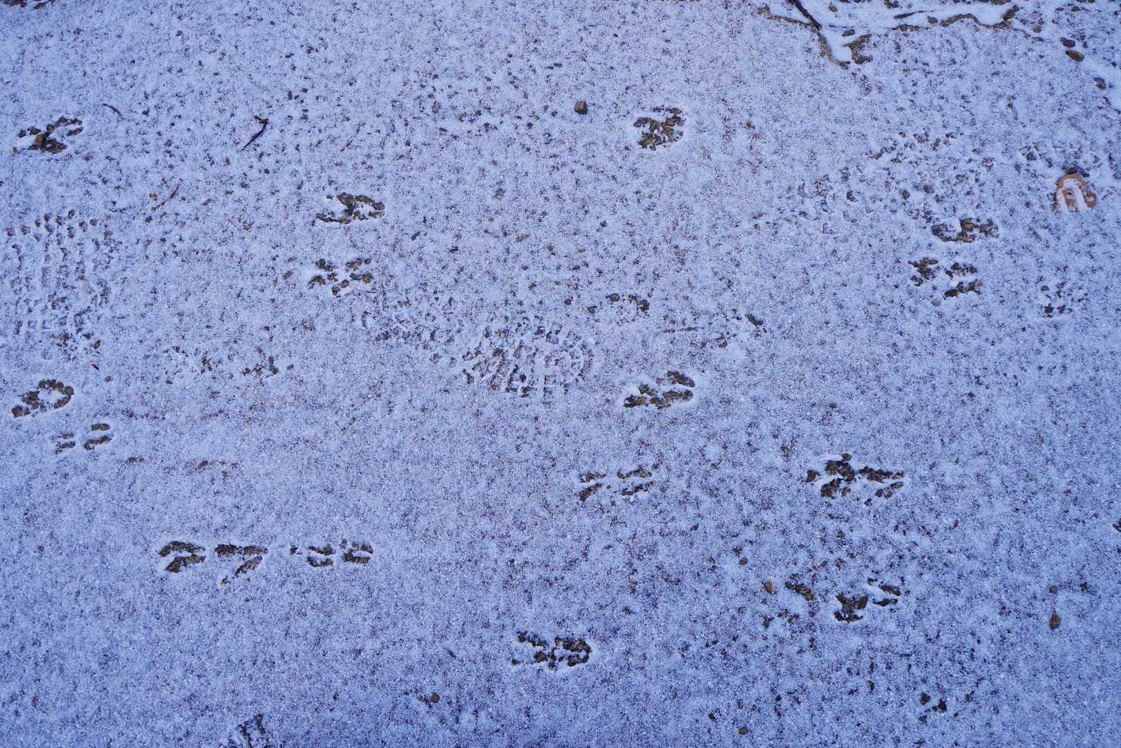 いろいろな足跡👣🐾