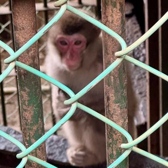 フェンス越しにお猿さん

かわいいんだけど、ごめんなさい

市川動物園のパンチくんの方が好き...