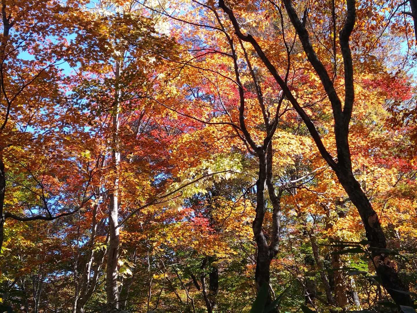 紅葉のトンネル