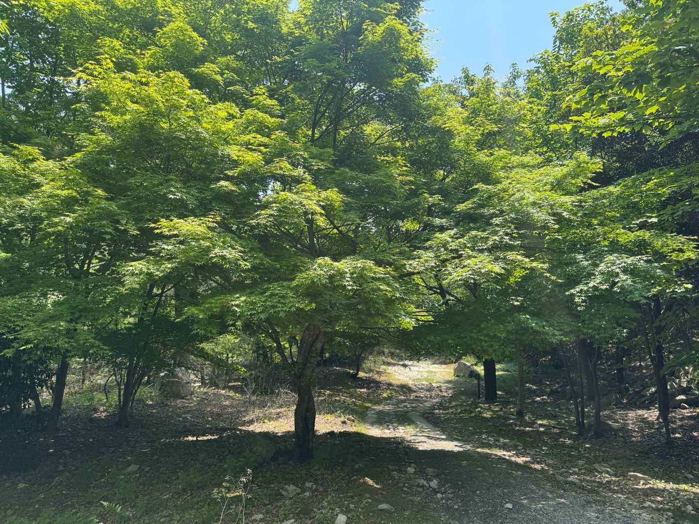 金糞峠-前山-北比良峠 周回コースの写真