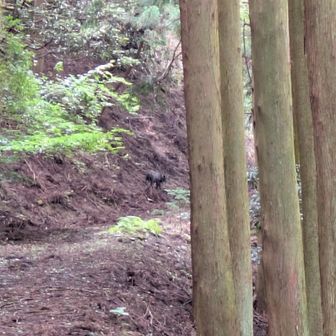 登り返しの手前で
なんと👀✨神々しい動物が!!😍