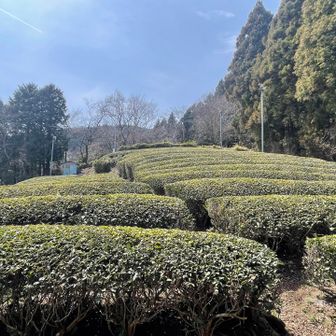 あれ？見覚えあるお茶畑🍵ぐるりと周回してここに戻ってくるのね