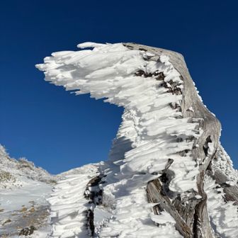 ただいま成長中❄️