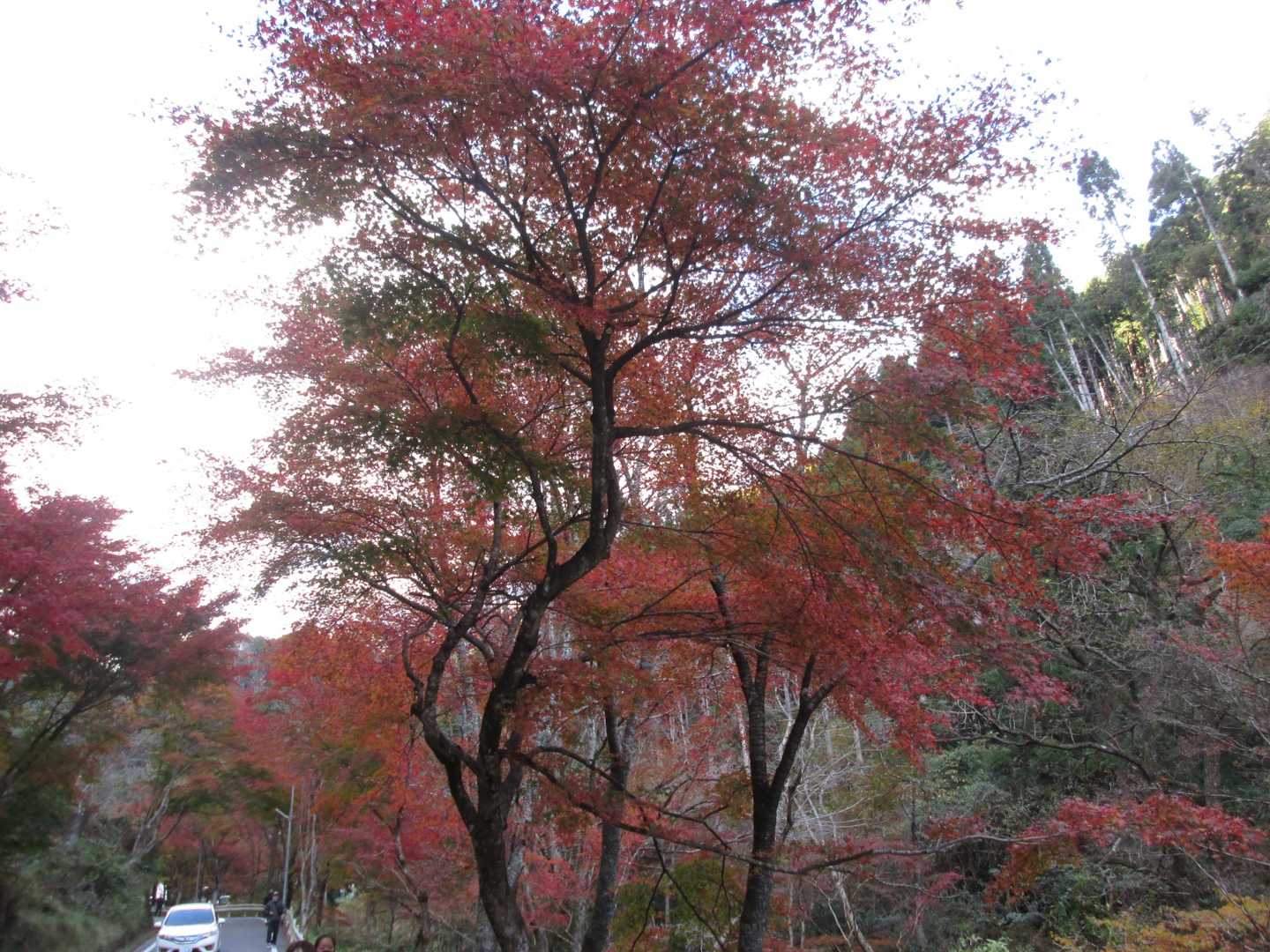 紅葉