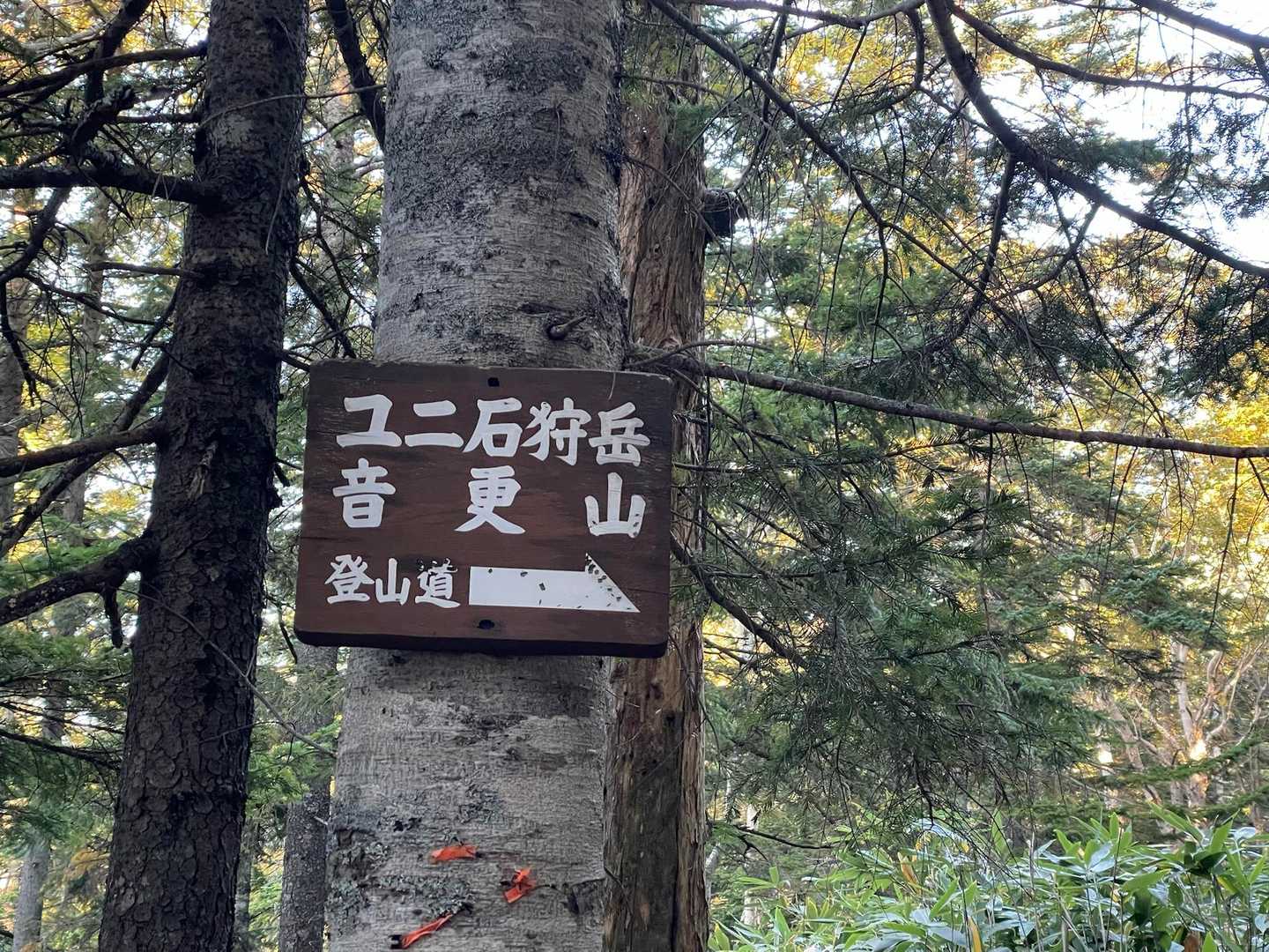 林道から登山道へ...🚶‍♂️‍➡️