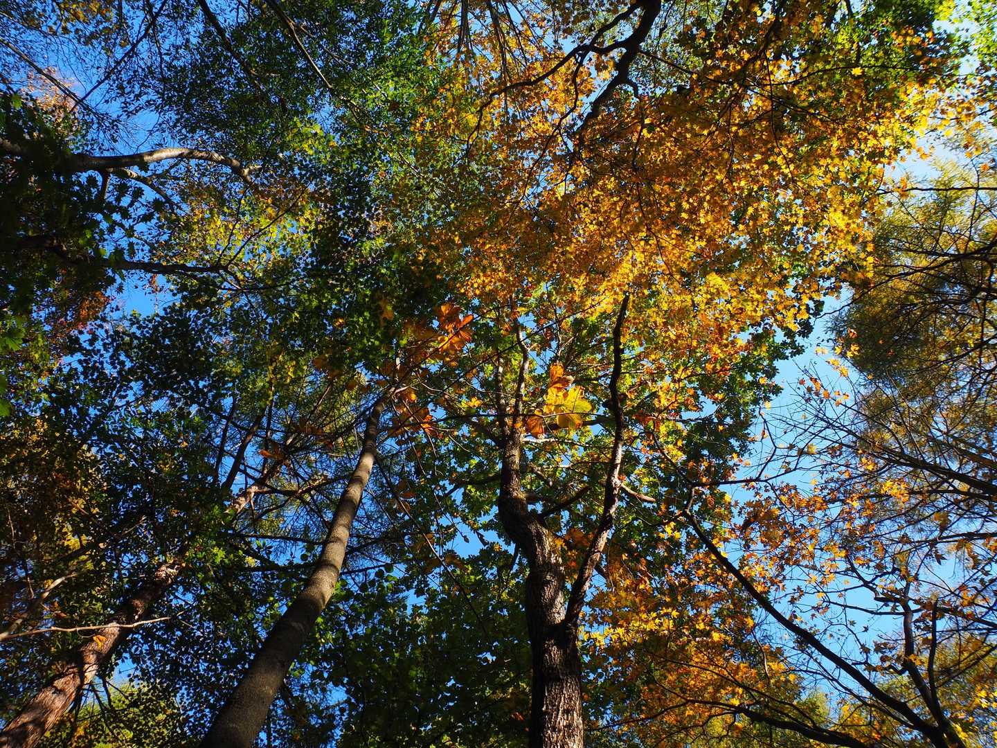 見上げてしまう(ﾉﾟ∀ﾟ)ﾉ
このルートは展望ないけど紅葉時期だと木々が色付いてて楽しいのです(*´ω｀*)