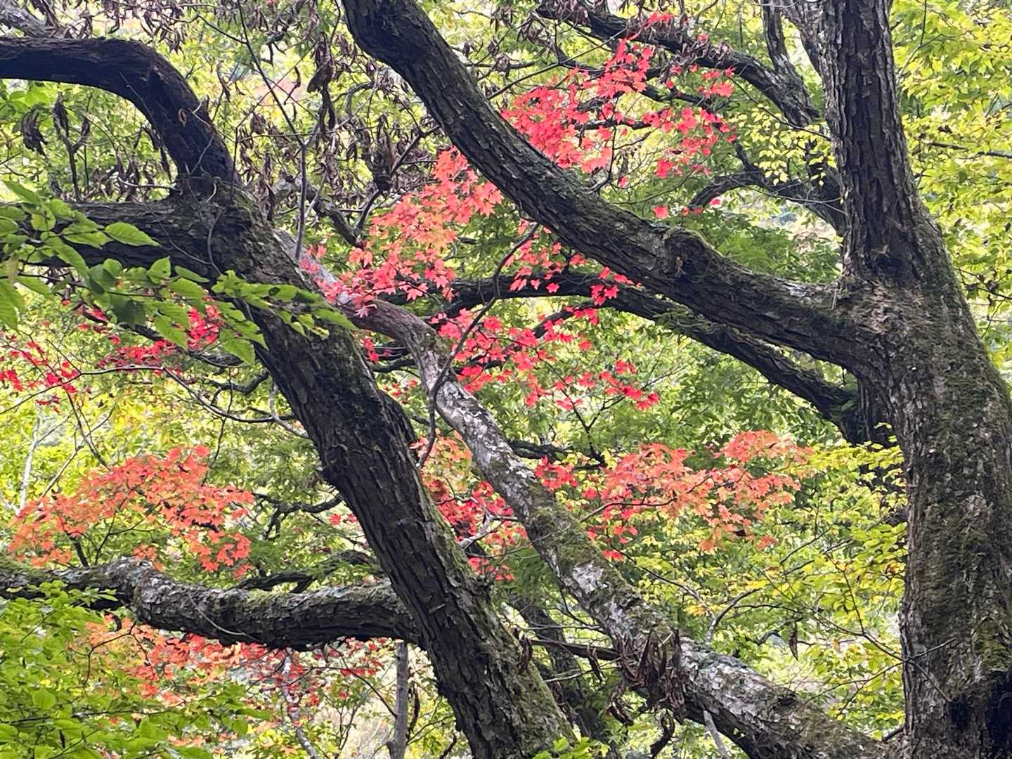 西沢渓谷入口バス停-木賊山-甲武信ヶ岳-破風山-東破風山- 周回コースの写真