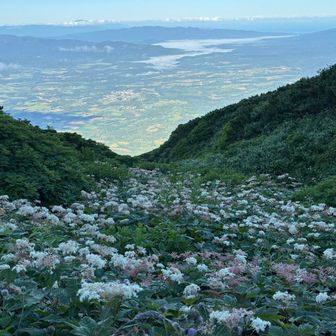 避難小屋近くのお花畑