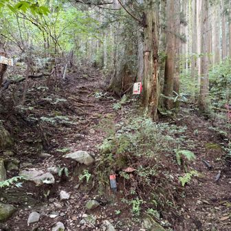 分岐を左へ