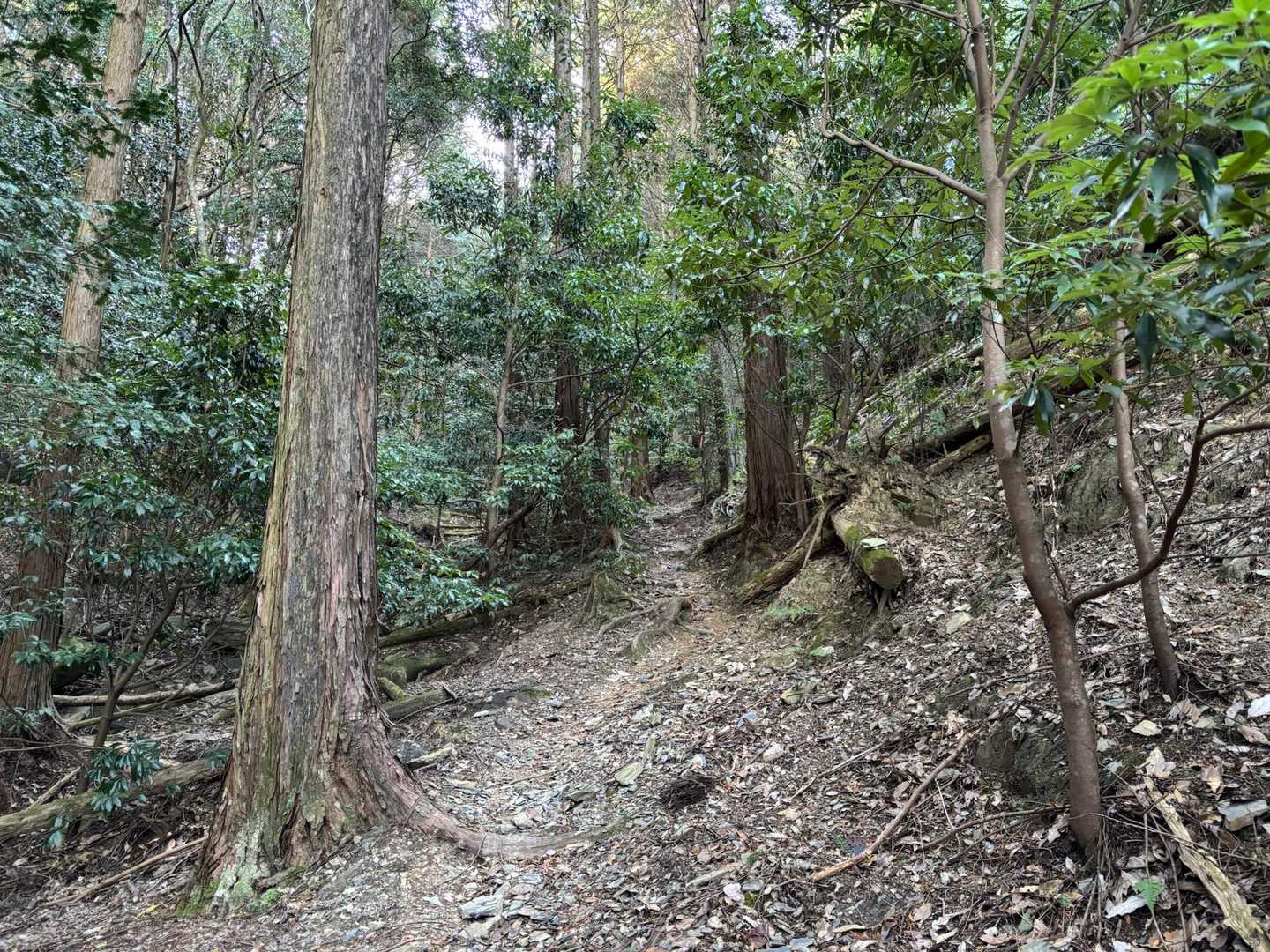 このへんで地元のご家族方々を追い越させていただくときに、せっかくおかあさんが話しかけてくださったのに、焦りのせいで受け答えが変になっちゃった気がする。反省。