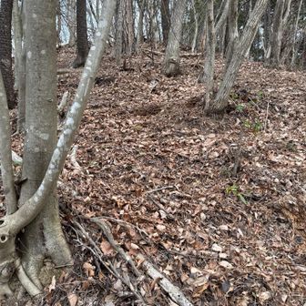 真っ直ぐ登りは諦めて途中から右に移動。
木が生えてる辺りから登りました。

掴めるってありがたい！