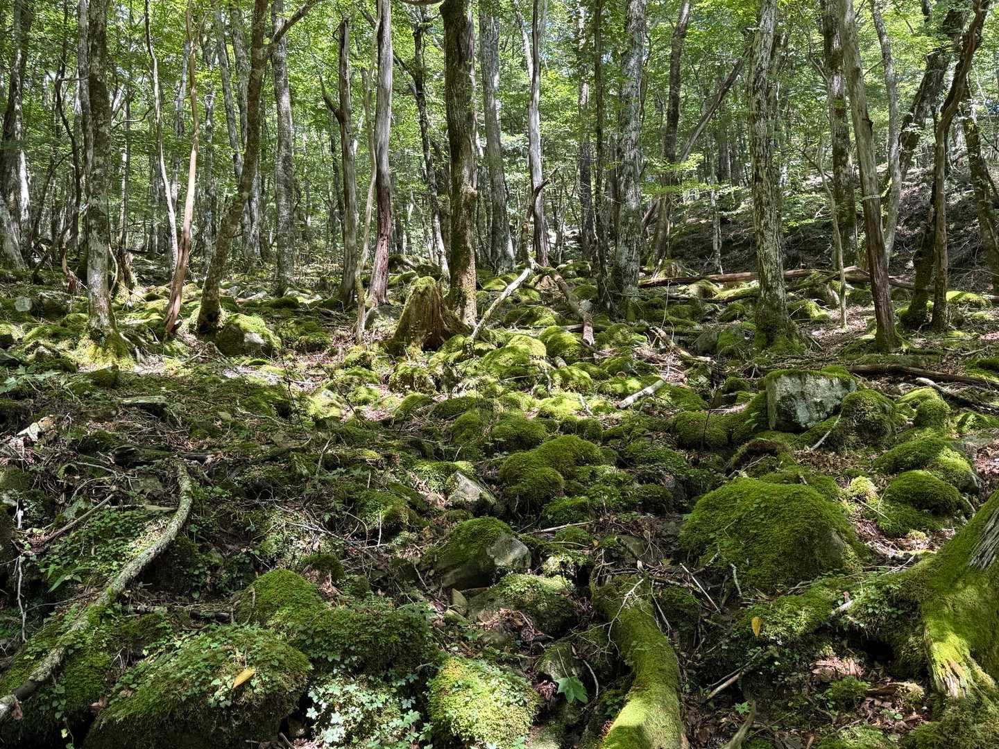 苔むし具合、実物は画像よりも断然濃い緑色🟢