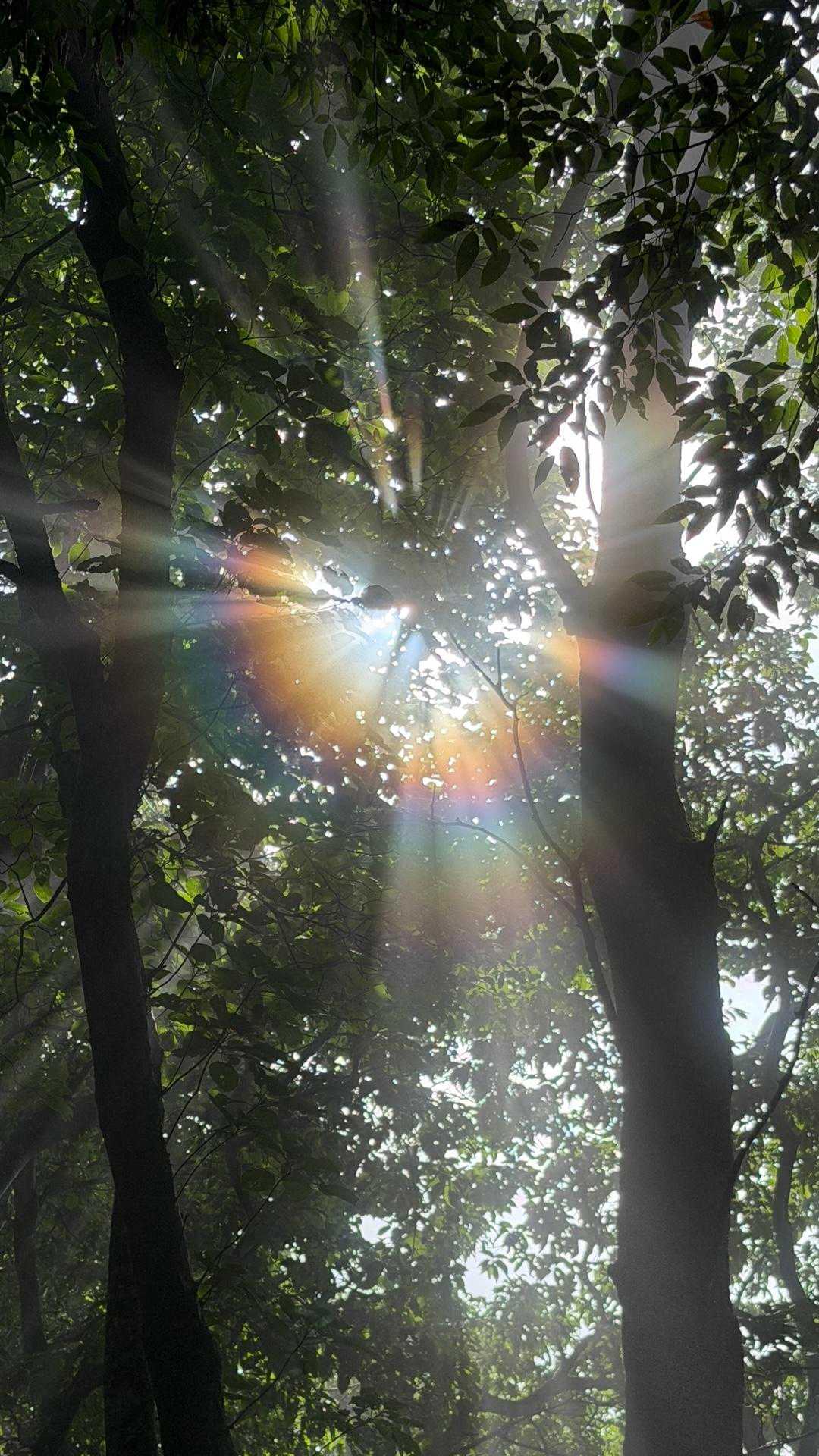 神々しい🤩🤩🤩
森の木々の隙間から差し込む光が作り出す、虹色の光輪（ハロ）